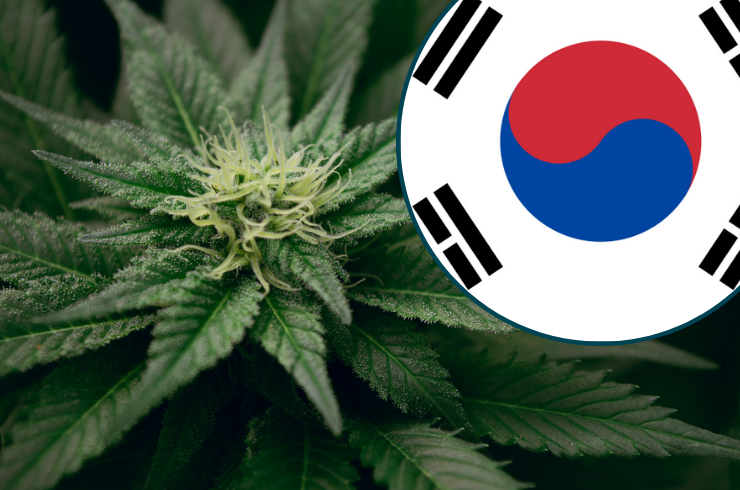 weed in Seoul
